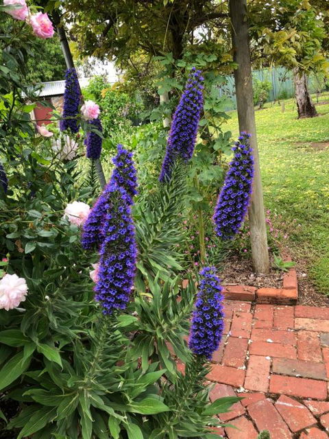 Barossa Barn Bed & Breakfast - Maitland Accommodation 2