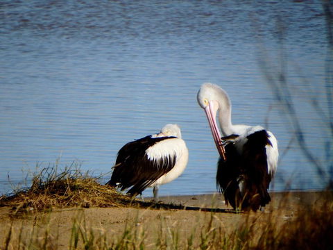 Lazy Lobster Holiday Units & Chalets - Maitland Accommodation 5