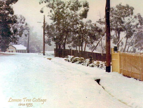 Lemon Tree Cottage - Maitland Accommodation 4