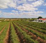 Barossa Valley Lyndoch - Maitland Accommodation