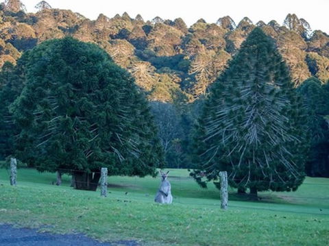 Escape To The Country - Enjoy The Firepit Or Explore Magical Bunya Mountains - Maitland Accommodation 0