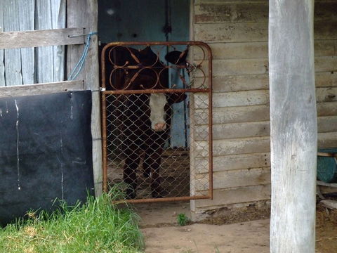 Escape To The Country - Enjoy The Firepit Or Explore Magical Bunya Mountains - Maitland Accommodation 1