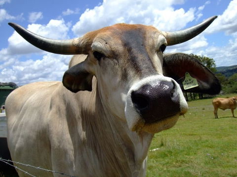 Escape To The Country - Enjoy The Firepit Or Explore Magical Bunya Mountains - Maitland Accommodation 4