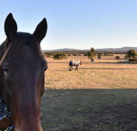Clydesdale Cottage on Talga with real Clydesdale Horses - Maitland Accommodation