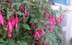Lurline Villas - thumb 4