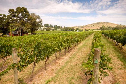 Fergusson Winery Homestead Accomodation - Maitland Accommodation 3