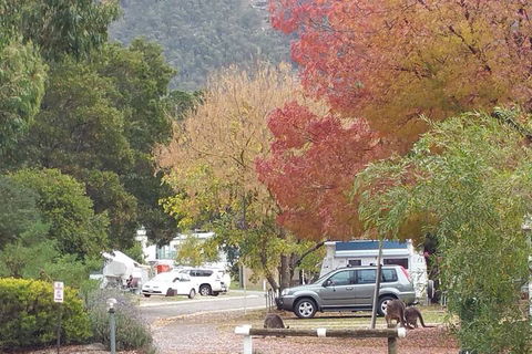 Breeze Holiday Parks - Halls Gap - Maitland Accommodation 5