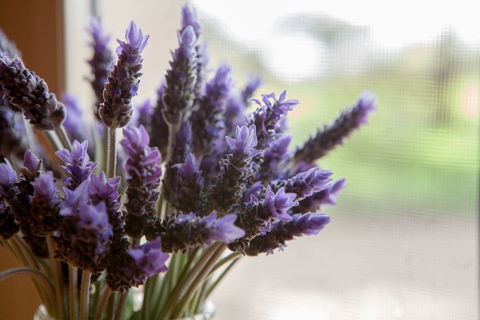 Stonewell Cottages & Vineyards - Maitland Accommodation 3