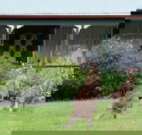 Cedar Lodge Cabins - Maitland Accommodation