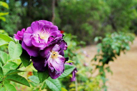 Caves Road Chalets - Maitland Accommodation 3