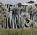 Zebras Guest House - Maitland Accommodation