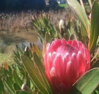 Creswick Cabin Retreat - Maitland Accommodation