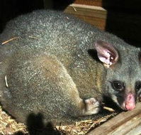 Giba Gunyah Country Cottages - Maitland Accommodation