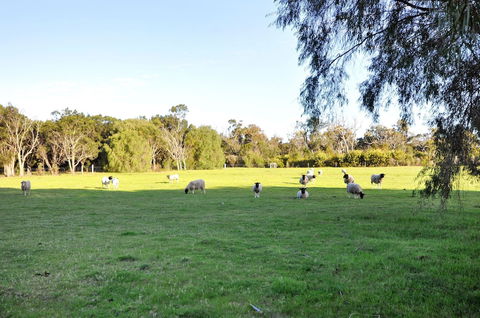 Tree Elle - Maitland Accommodation 6