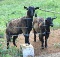 Alstonville Country Cottages - Maitland Accommodation