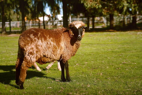 Enderslie House Bed & Breakfast - Maitland Accommodation 0