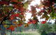 Elfin Hill Country Accommodation - thumb 0
