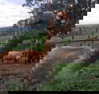 Morella Farm Stay - Maitland Accommodation