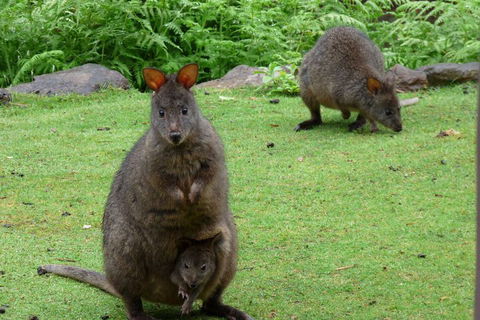 Eagles Rise Tasmania - Maitland Accommodation 2