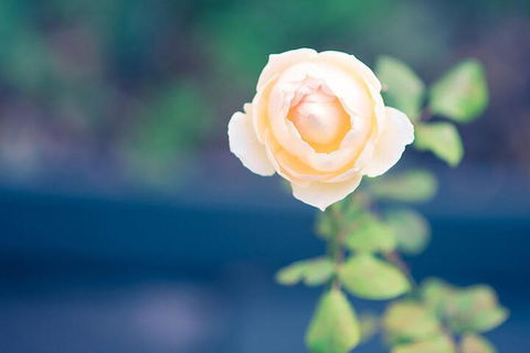 Bed Of Roses - Maitland Accommodation 5