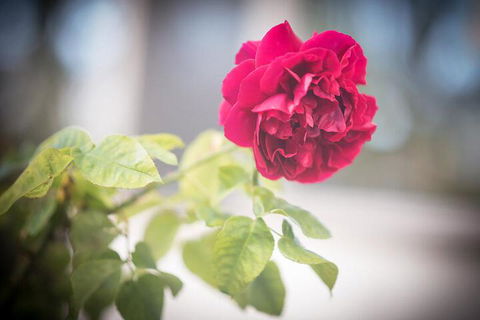 Bed Of Roses - Maitland Accommodation 6