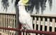 Kurrara Historic Guest House - thumb 0