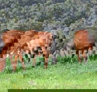 Hill Top Country Guest House - Maitland Accommodation