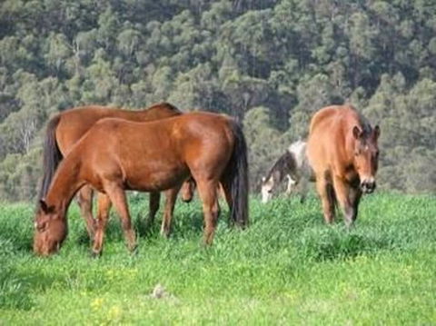 Hill Top Country Guest House - Maitland Accommodation 0