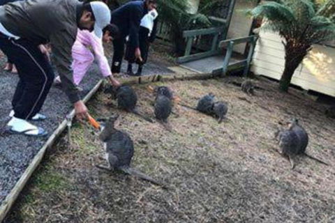 Fauna Australia Wildlife Retreat - Maitland Accommodation 5