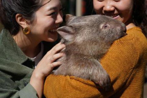 Fauna Australia Wildlife Retreat - Maitland Accommodation 4