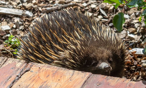 Flowerdale Estate - Maitland Accommodation 3