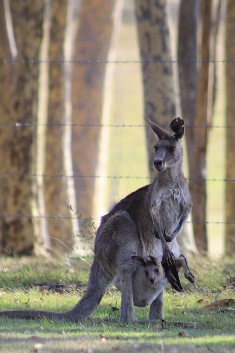 Bella Wind Bed & Breakfast - Maitland Accommodation 0