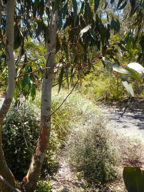 Snowgums In Katoomba - Maitland Accommodation 6