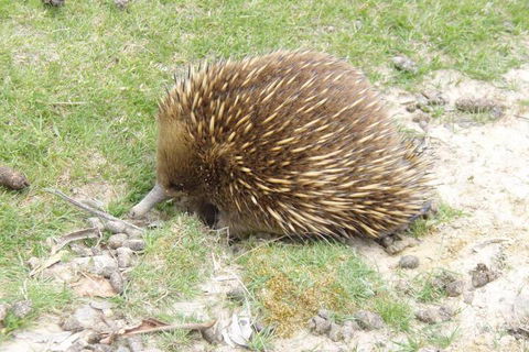 Base Camp Tasmania - Maitland Accommodation 3