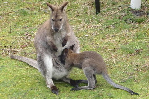 Base Camp Tasmania - Maitland Accommodation 5