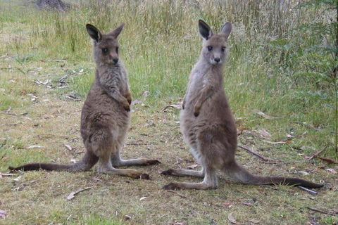 Base Camp Tasmania - Maitland Accommodation 2