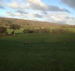 Mancuso Country Cottage Retreat - Maitland Accommodation