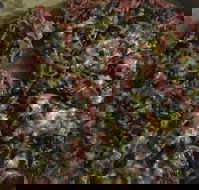 Ray's Pizza  Pasta - Maitland Accommodation