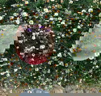 Bacco Re - Maitland Accommodation