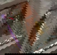 Myssy's Fresh  Cooked Seafood - Maitland Accommodation