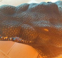 Outback Jack's Bar  Grill