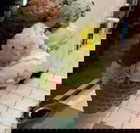 The Natural Waffle Ice Cream Parlour - Maitland Accommodation