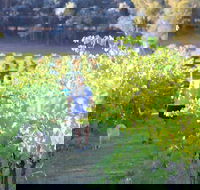 Tallagandra Hill Winery