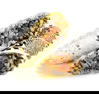 Guzman y Gomez - Hamilton