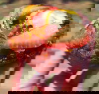 Harvest Foodstore - Maitland Accommodation