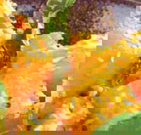 Spice Village - Maitland Accommodation