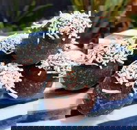 Watkins Bay Coffee Trading Company - Maitland Accommodation