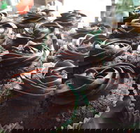 Govindas Pure Vegetarian - Burleigh Heads