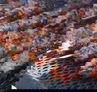 El Pinoy Grill - Maitland Accommodation