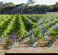 Weathercraft Wines - Maitland Accommodation